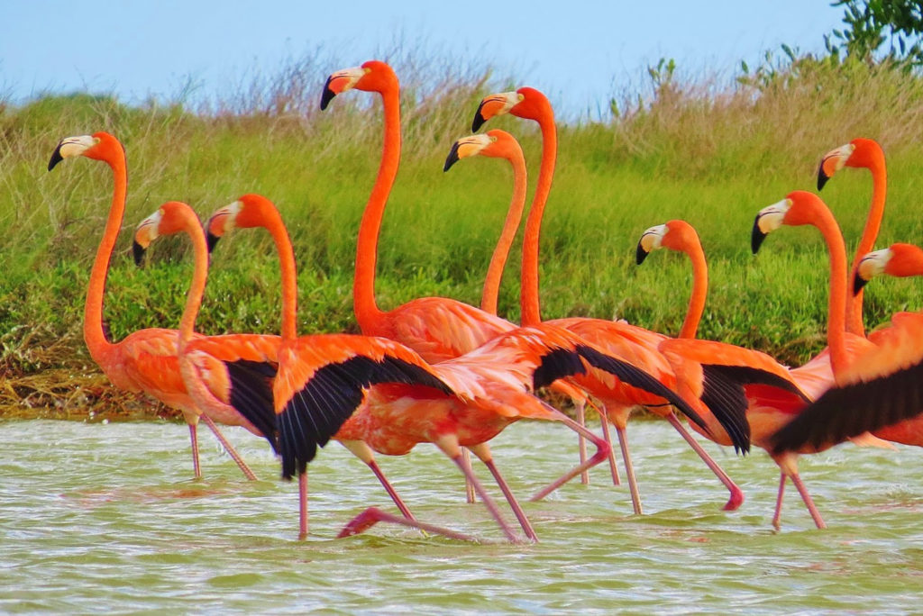 flamingos-rio-lagartos-1024x684